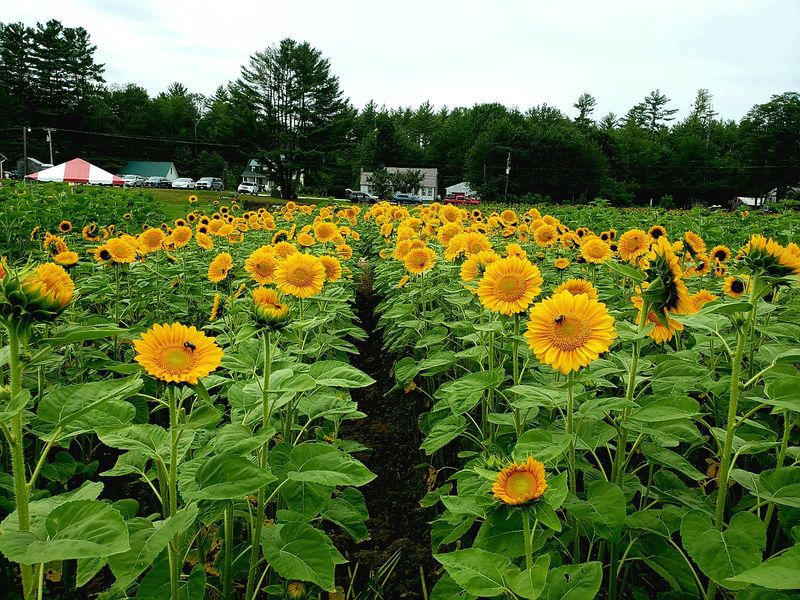 Sunflowers and Pick Your Own Blooms
