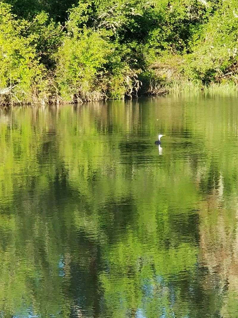 Swans on Gray Winter Water
