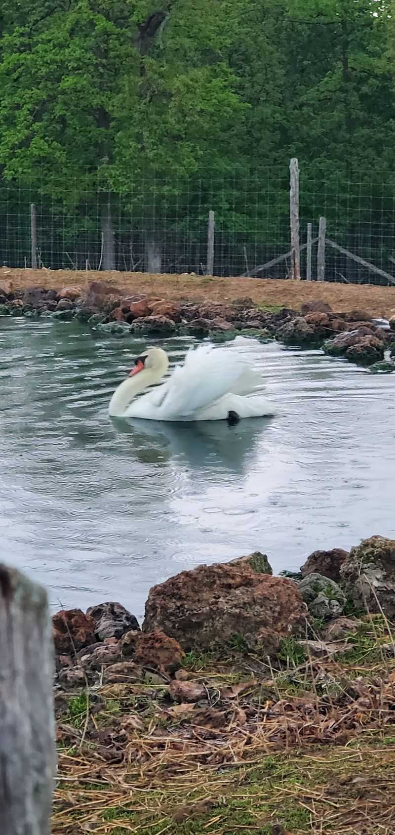 Taking A Breather On The Pond Bridge