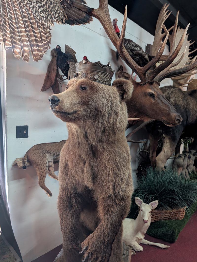 Taxidermy From Towering Giraffes to Tiny Jars