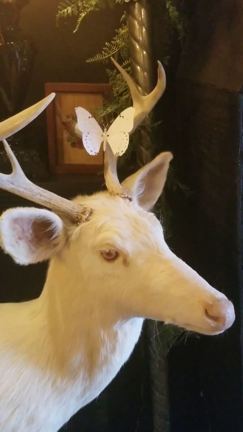 Taxidermy That Turns Browsing Into a Museum Trip Taxidermy That Turns Browsing Into a Museum Trip
