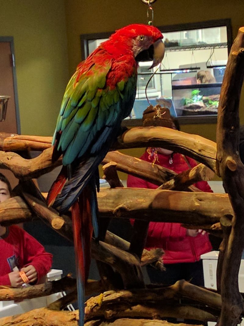 The Animal Lineup Gets Delightfully Weird