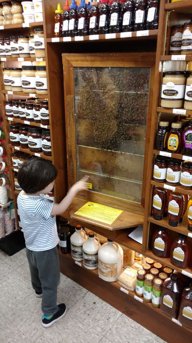 The Bees Have Their Own Front Door Through the Roof The Bees Have Their Own Front Door Through the Roof