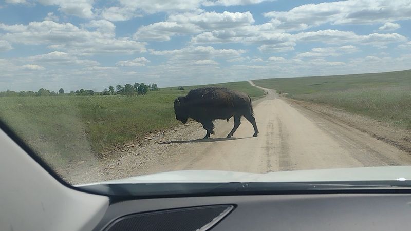 The Bison Loop Drive The Bison Loop Drive