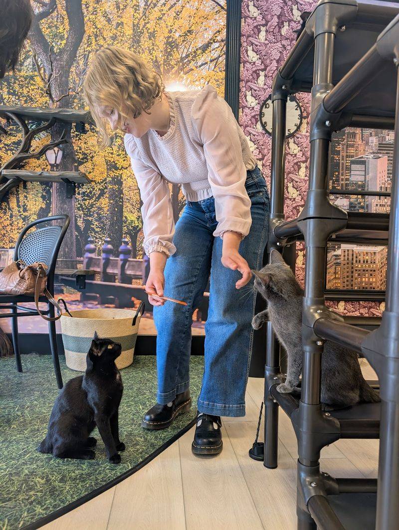 The Cat Crew Runs This Town With Real Skill The Cat Crew Runs This Town With Real Skill