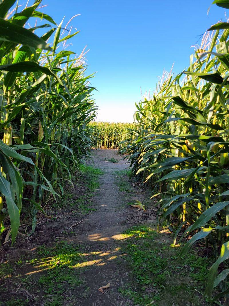 The Corn Maze That Swallows Your Whole Afternoon
