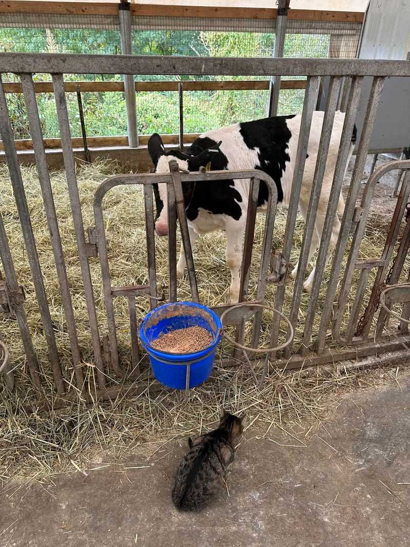 The Cows Come Home