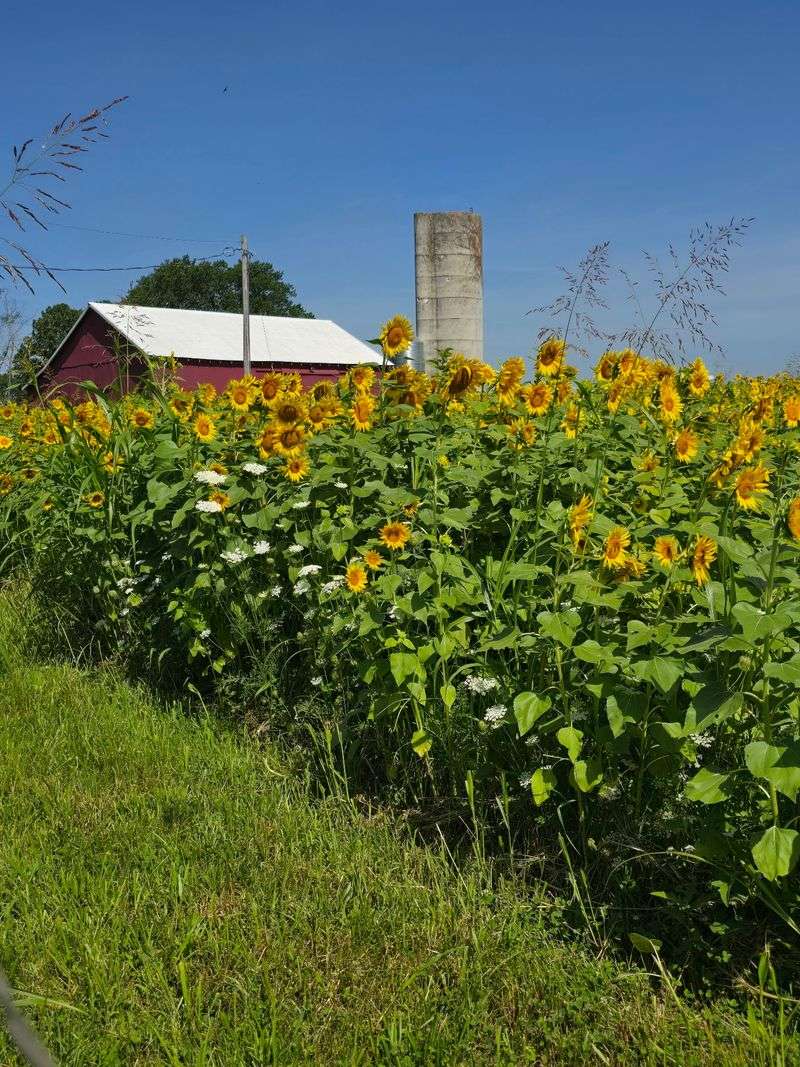 The Farm Out In Ozark Where Everything Begins