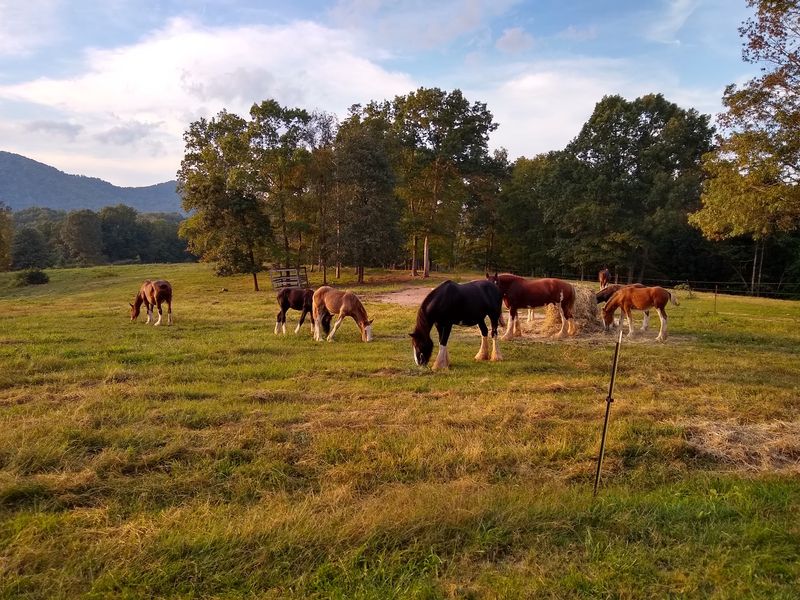 The Horses Share The Spotlight With Beef Cattle