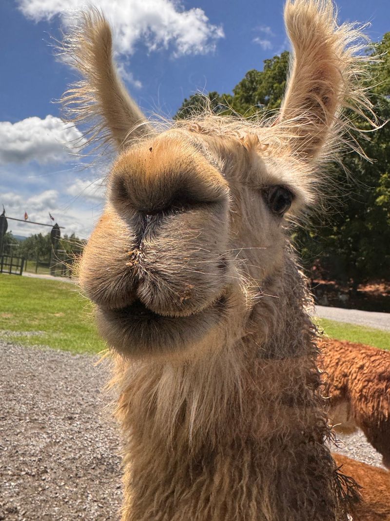 The Llama Mafia Runs A Tight Operation The Llama Mafia Runs A Tight Operation