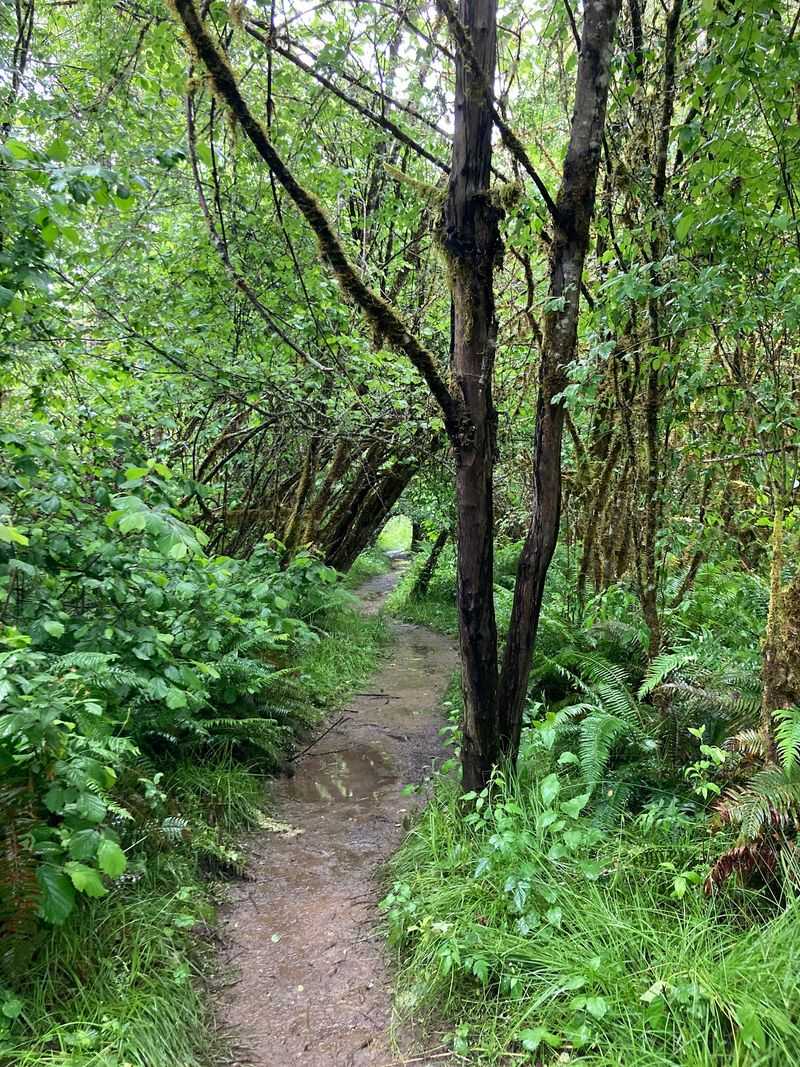 The Long Tom River Nature Trail