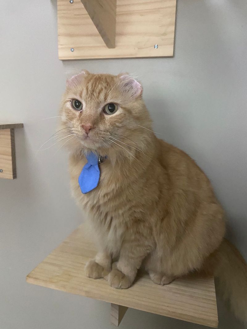 The Mayor Of Cat Town Runs A Tight Ship