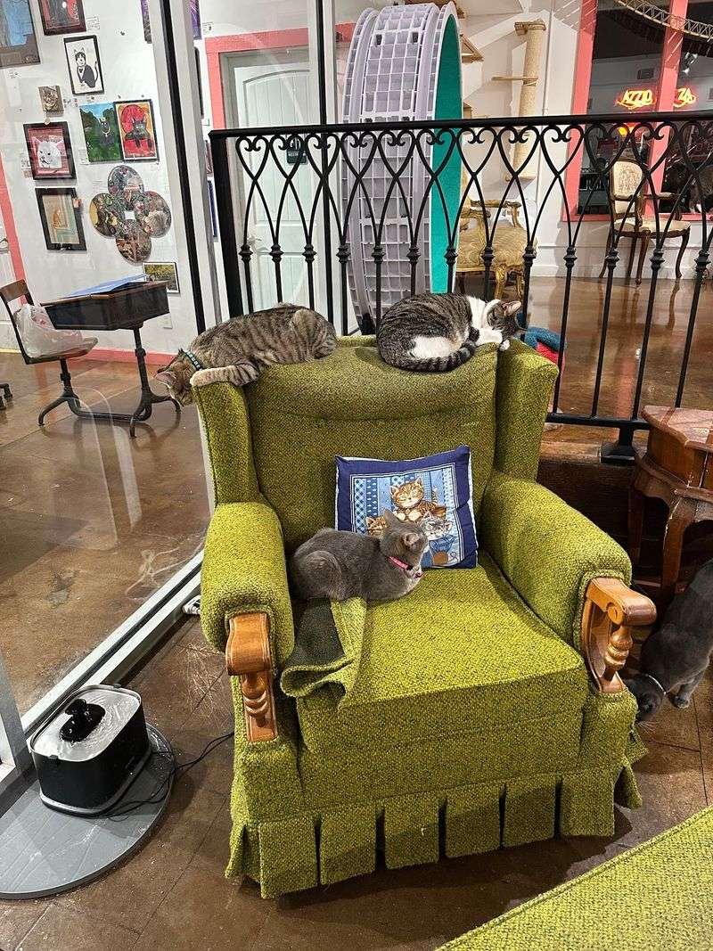 The Mission Behind the Meows