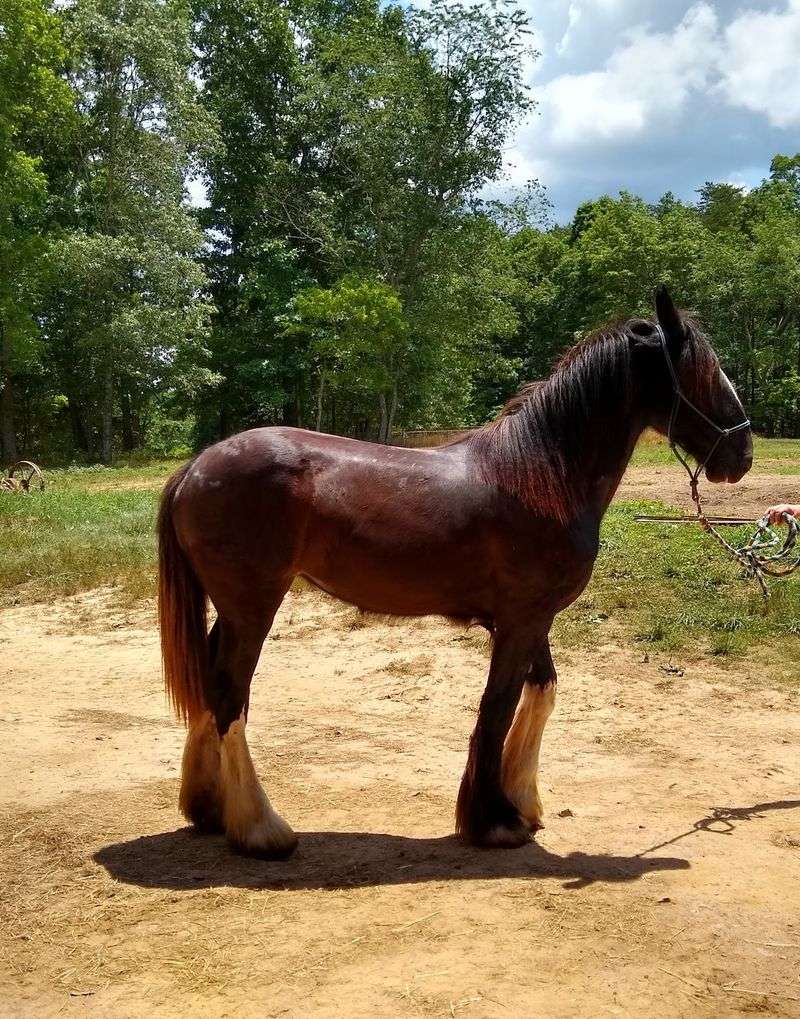 The Only Giant Horse Breeder In The County Lives Right Here