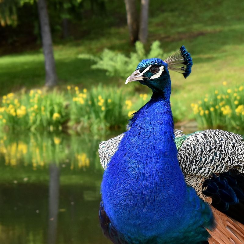 The Peacocks Clearly Run The Place The Peacocks Clearly Run The Place