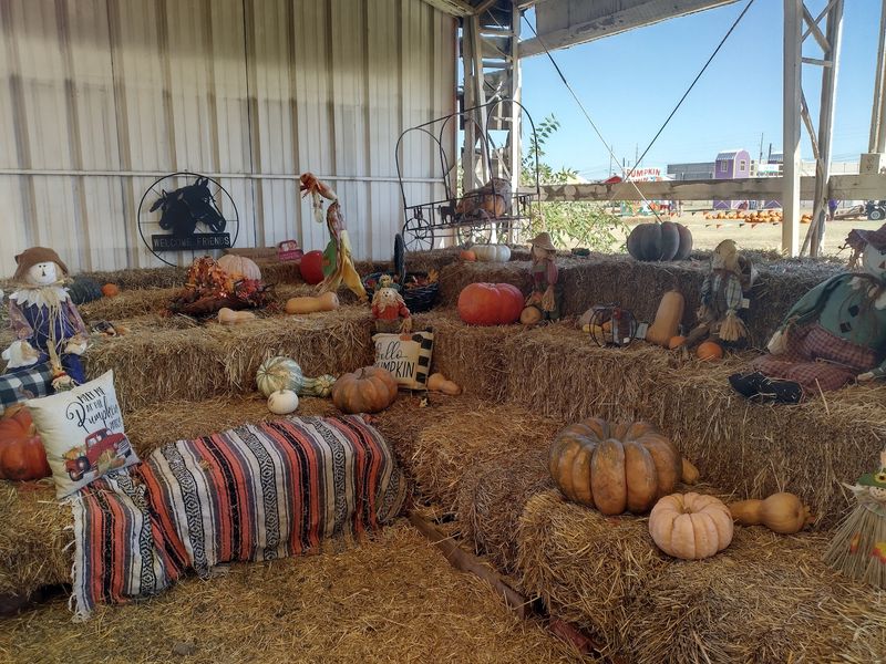 The Pumpkin Patch Itself The Pumpkin Patch Itself