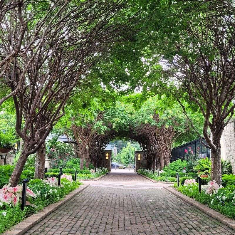 The Shady Allee That Greets You