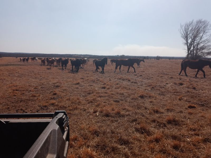 The Thrill of Herds on the Run The Thrill of Herds on the Run