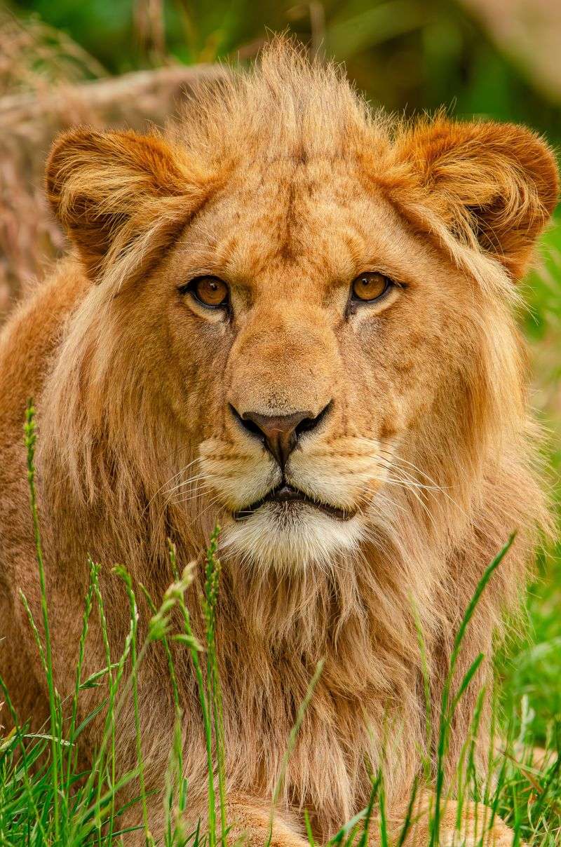 The Trainer Who Brought A Movie Lion Home To The Country