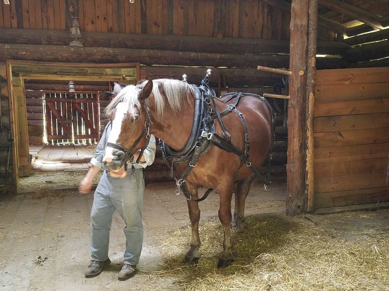 These Draft Horses Make The Best Tour Guides With Hooves These Draft Horses Make The Best Tour Guides With Hooves