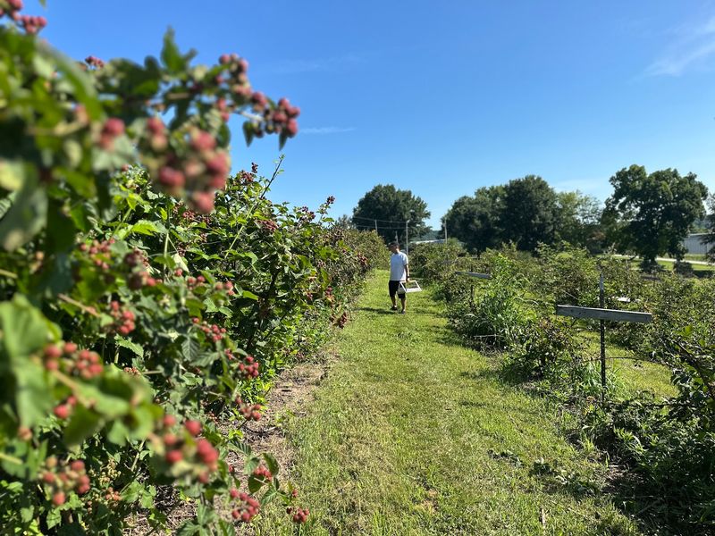 Thierbach Orchards & Berry Farm