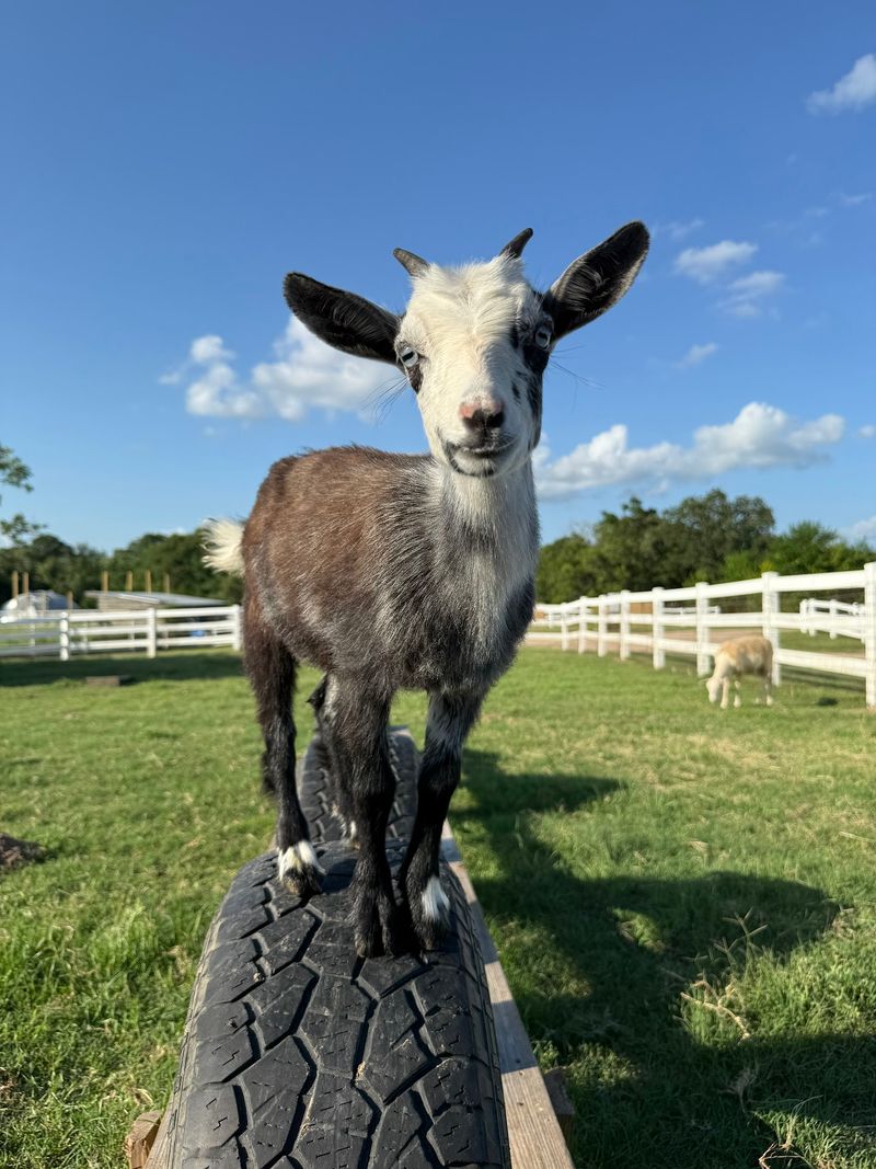 Thirteen Species Means The Goats Are Only Part Of The Chaos Thirteen Species Means The Goats Are Only Part Of The Chaos
