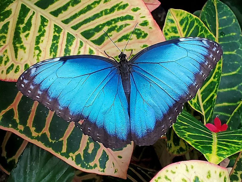 Those Dazzling Blue Morphos Those Dazzling Blue Morphos