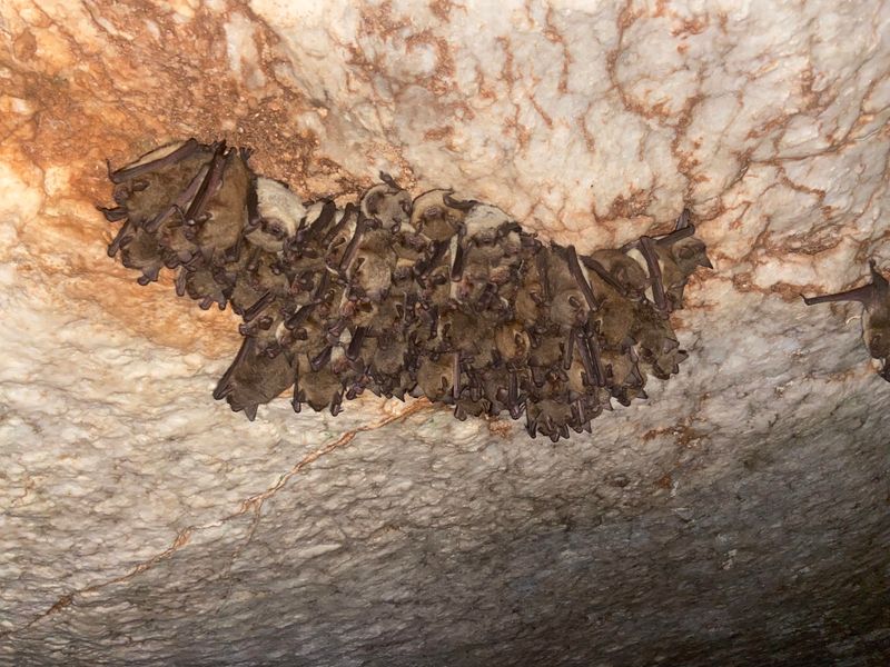 Thousands of Sleepy Bats Overhead