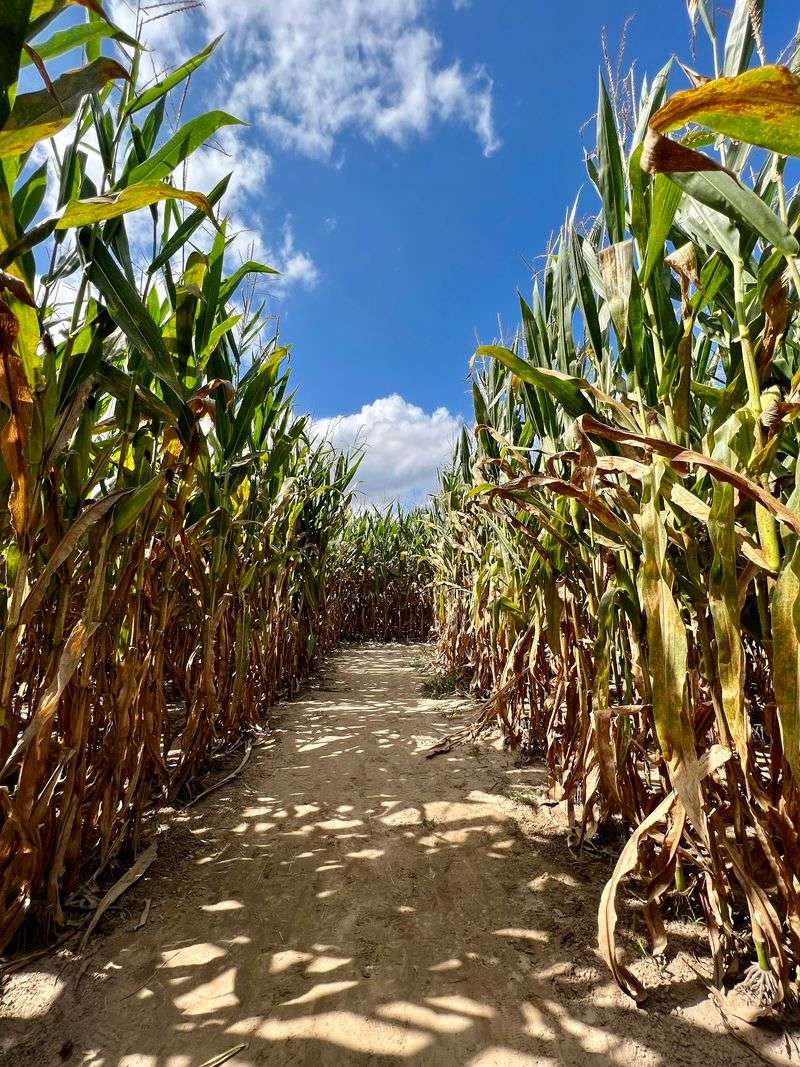 Three Acres Of Corn Are Waiting To Get You Delightfully Lost