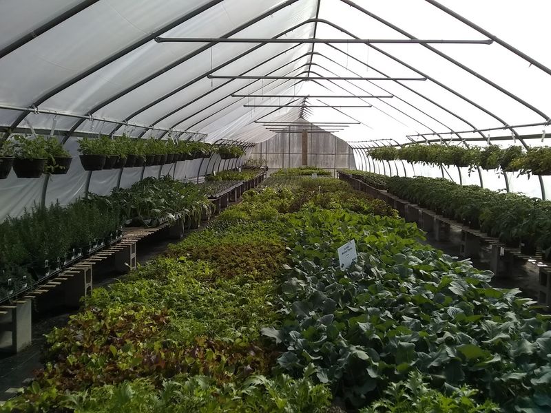 Tomato Lovers, Thirty-Plus Varieties Are Waiting For You Tomato Lovers, Thirty-Plus Varieties Are Waiting For You