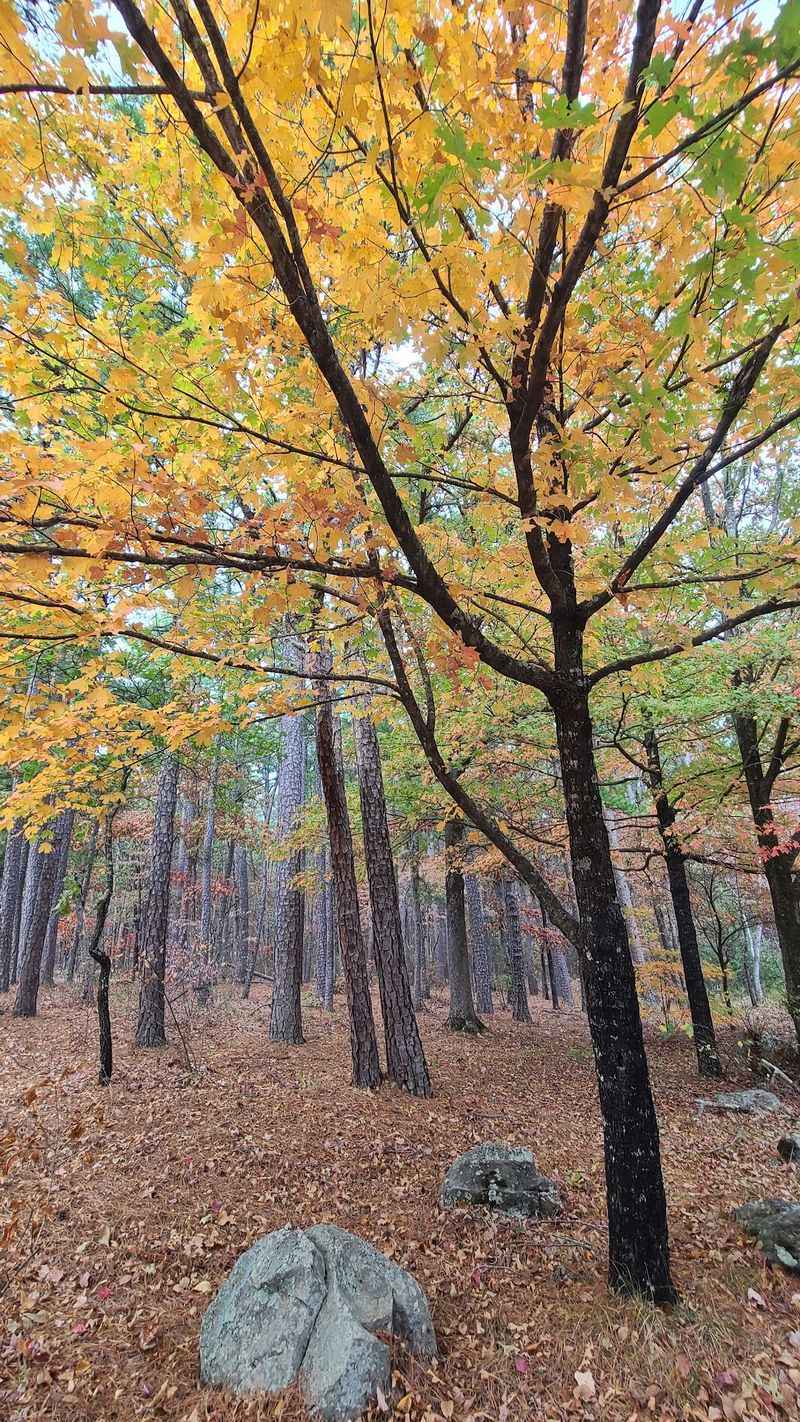 Trails, Picnics, and Forest-Scented Breezes Trails, Picnics, and Forest-Scented Breezes