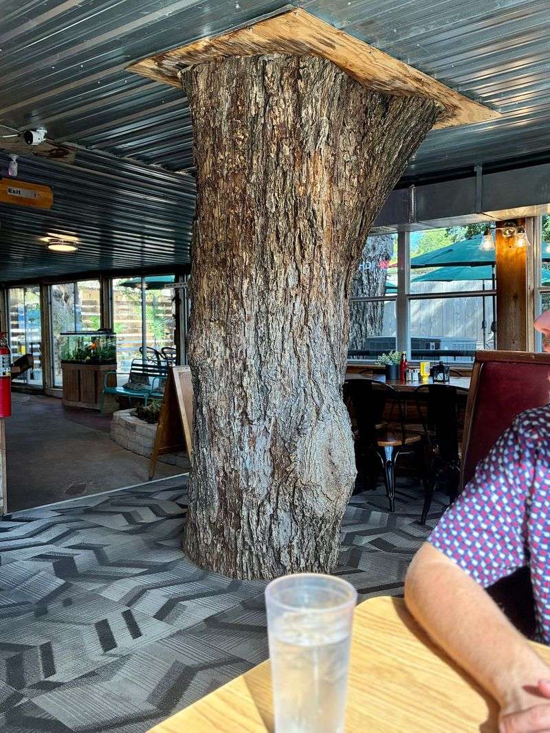 Trees Inside the Dining Room