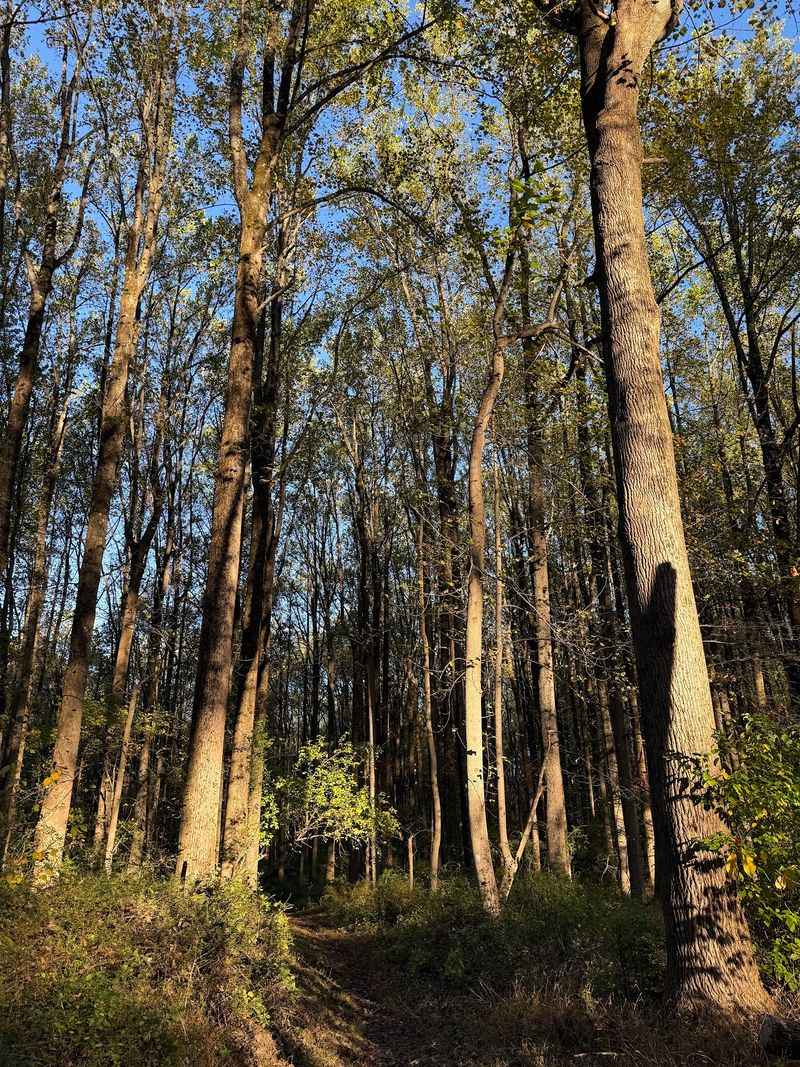 Trees That Kept an Army Alive