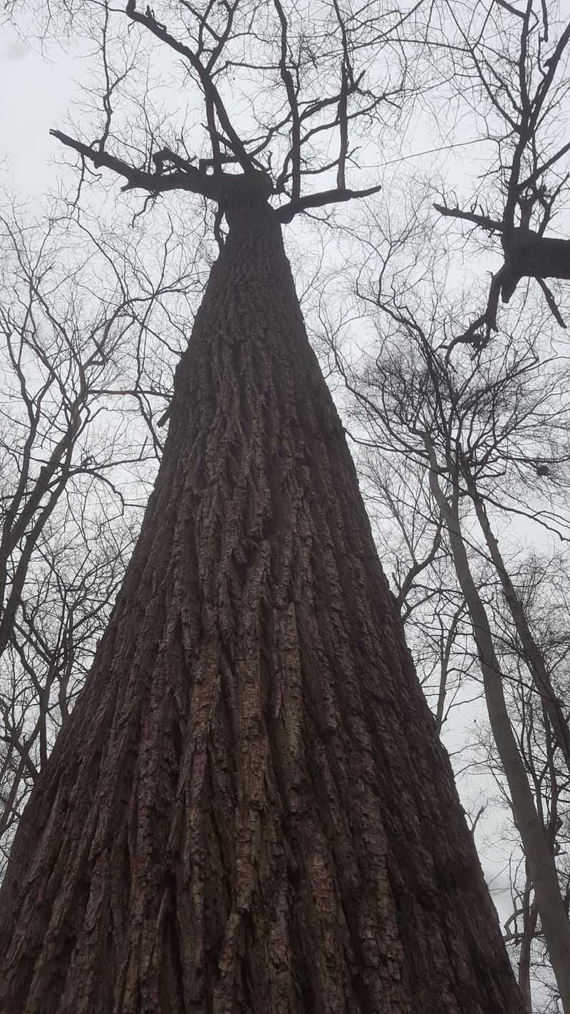 Trees That Remember Life Before Indiana Was Even A State