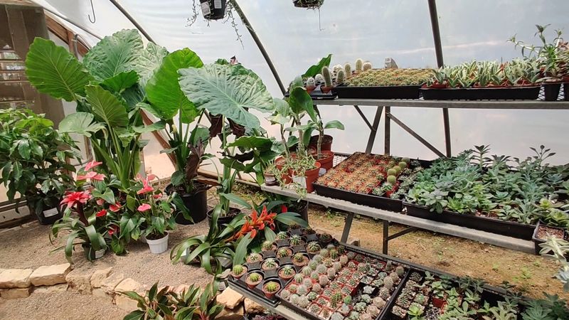 Tropical House Treasures and Quirky Succulents