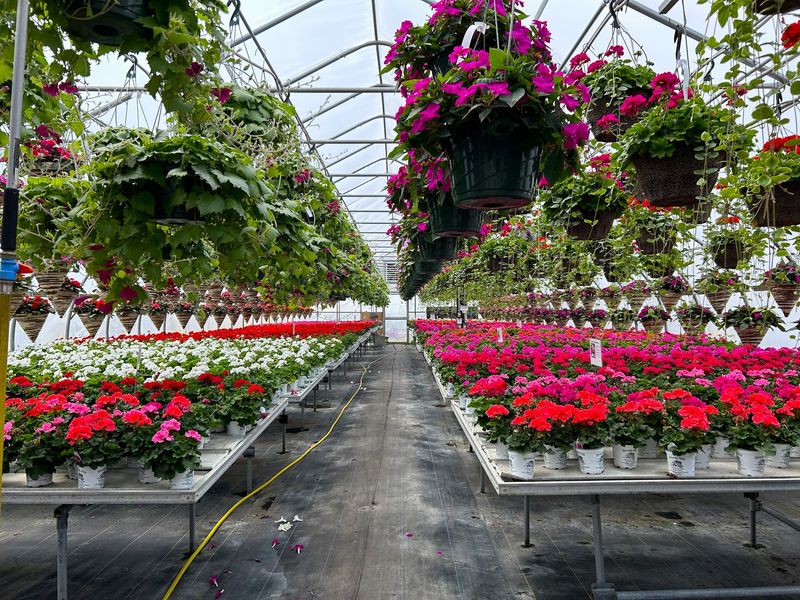 Twenty-Five Years Of Growing Means These Plants Never Rode A Truck Across The Country Twenty-Five Years Of Growing Means These Plants Never Rode A Truck Across The Country