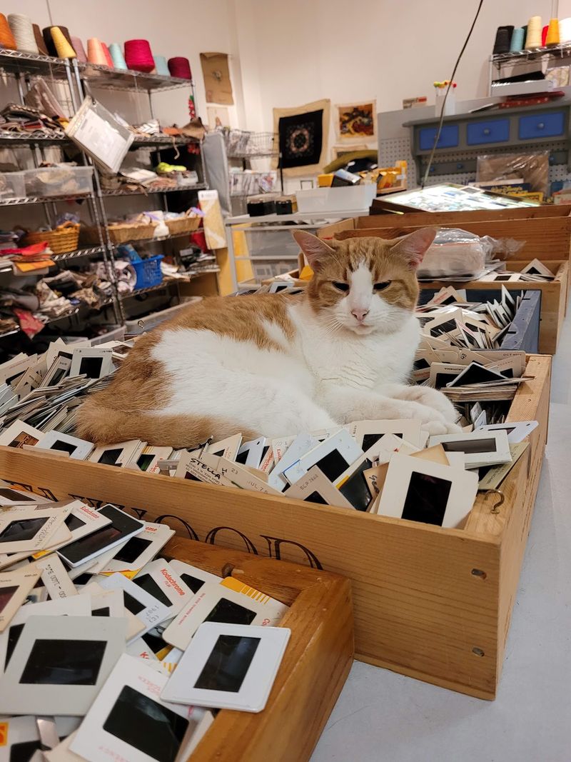 Two Furry Coworkers Keep An Eye On The Shelves
