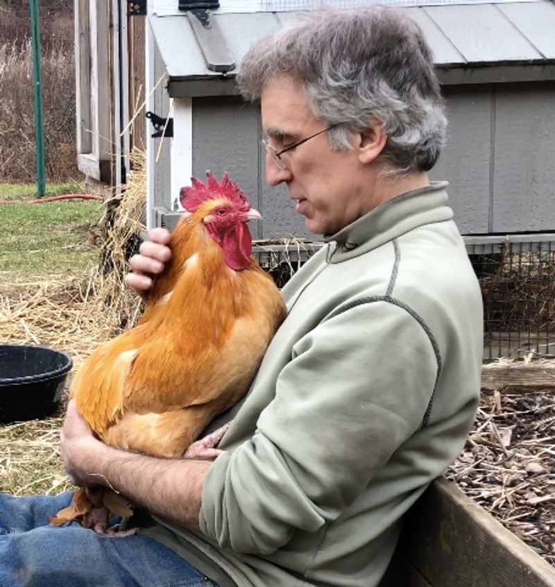 Two Roosters Started It All Two Roosters Started It All