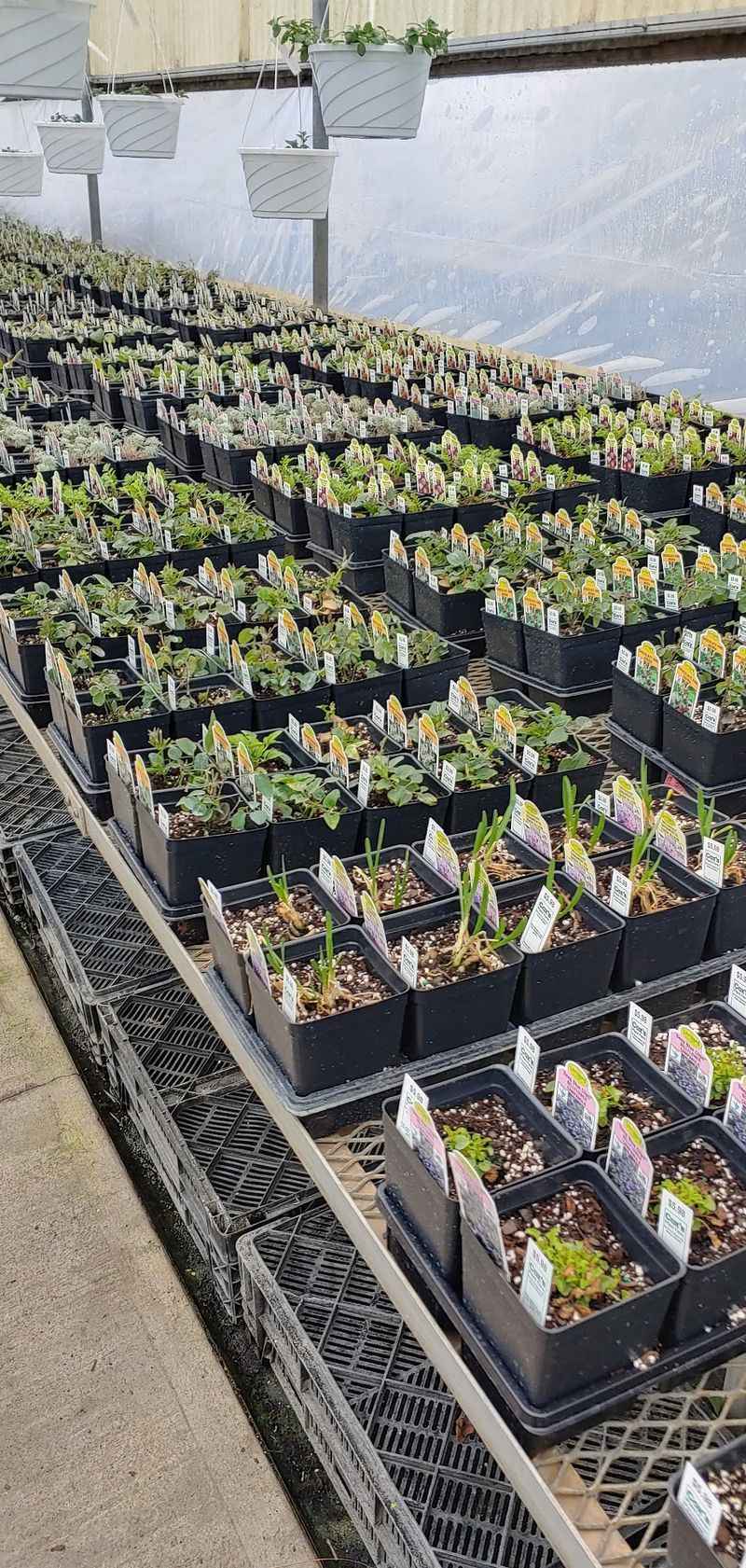 Veggie Starts and Herbs for Kitchen Gardeners