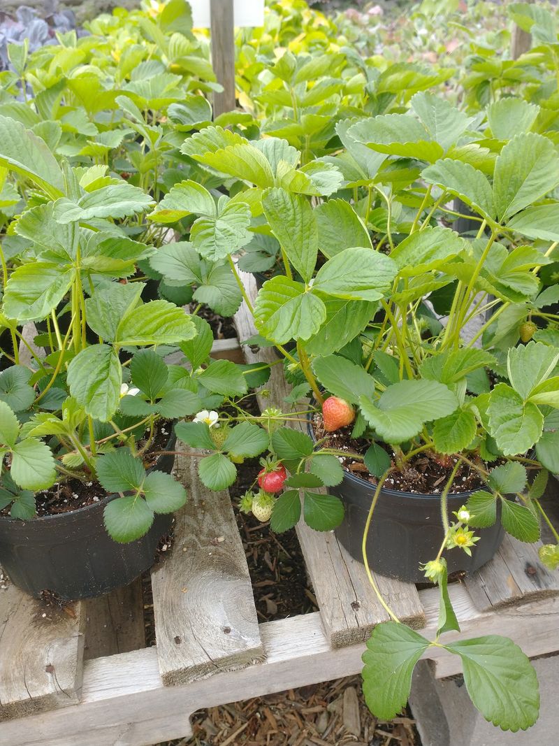 Veggies, Herbs, And Fruit For A Backyard You Can Taste