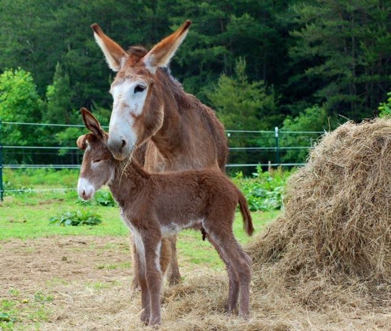Virginia Farm Animal Sanctuary, Concord, Virginia
