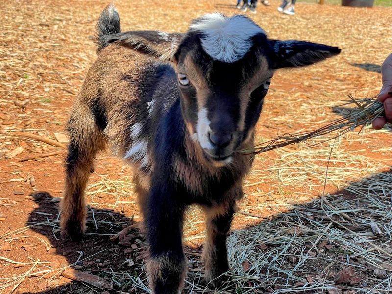 Wagon Rides, Goats, and a Corn Maze Too
