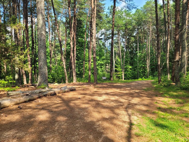 Walking the Old Oval Under the Pines Walking the Old Oval Under the Pines