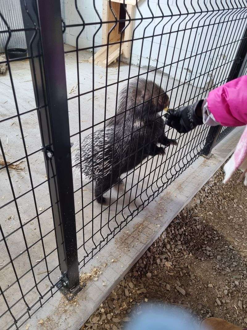 Wallabies, Mini Cows, and a Porcupine Too Wallabies, Mini Cows, and a Porcupine Too