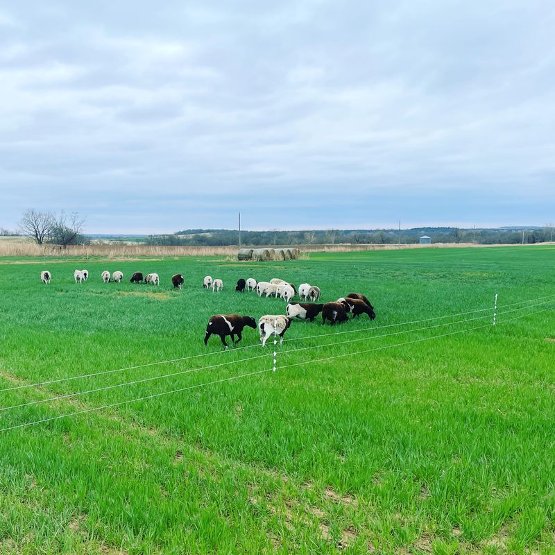 Ward Family Farms, Pawnee, OK