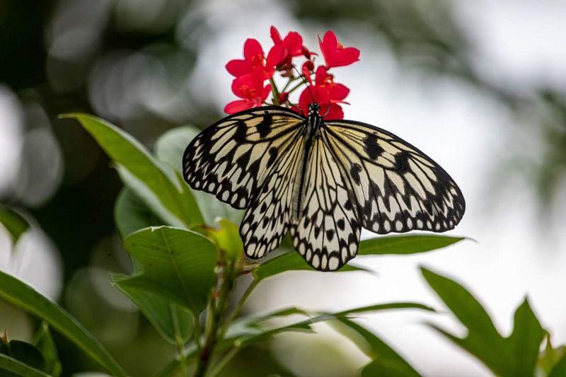 Watching A Butterfly Come To Life Watching A Butterfly Come To Life