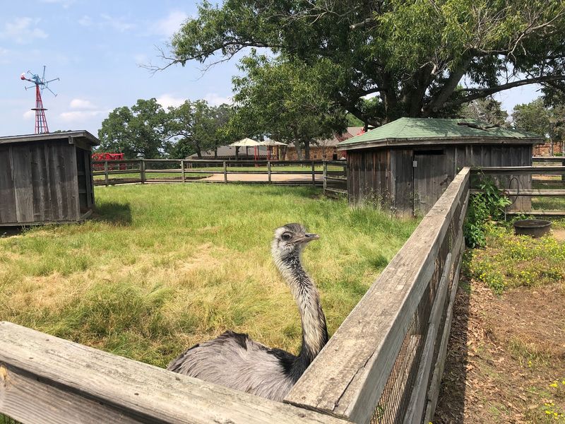 Water Buffalo, Ostriches, and Other Surprises