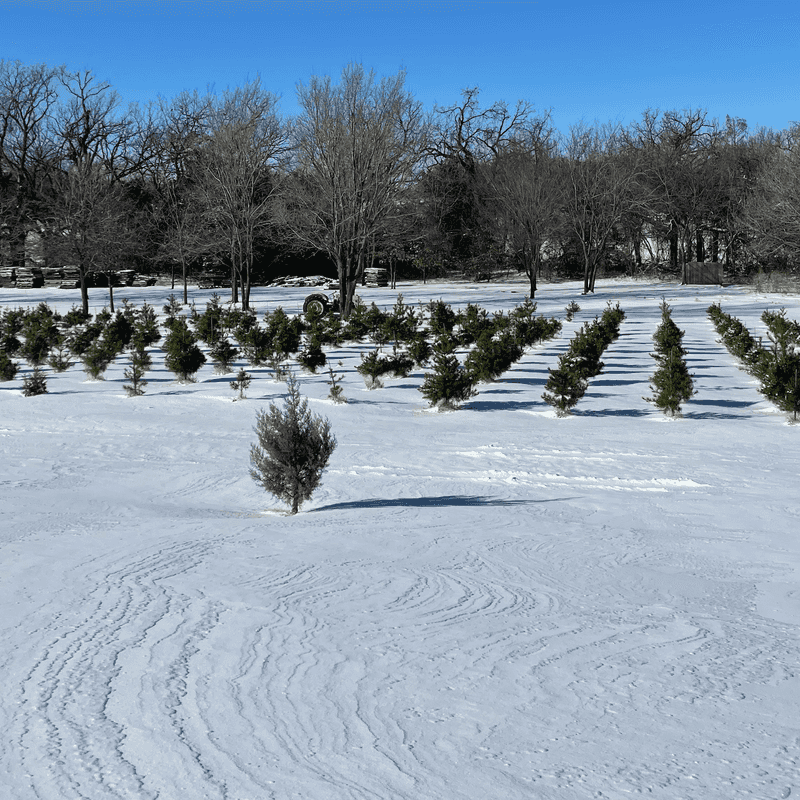Wells Christmas Tree Farm