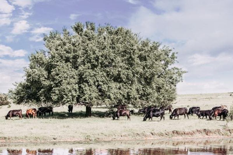 West Point Beef and Cattle, Glencoe, OK
