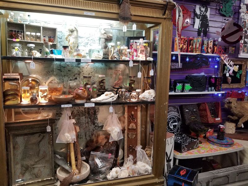 Wet Specimens, Old Medical Tools, And Other Delightfully Odd Treasures